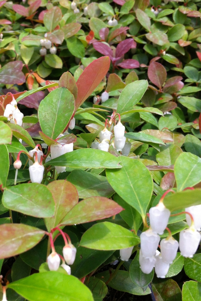 Wintergreen - Gaultheria procumbens from 5 Acres NH