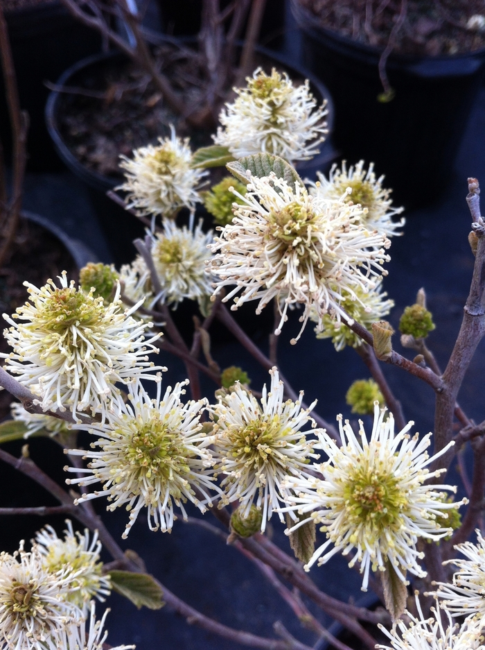 Dwarf Fothergilla - Fothergilla gardenii from 5 Acres NH