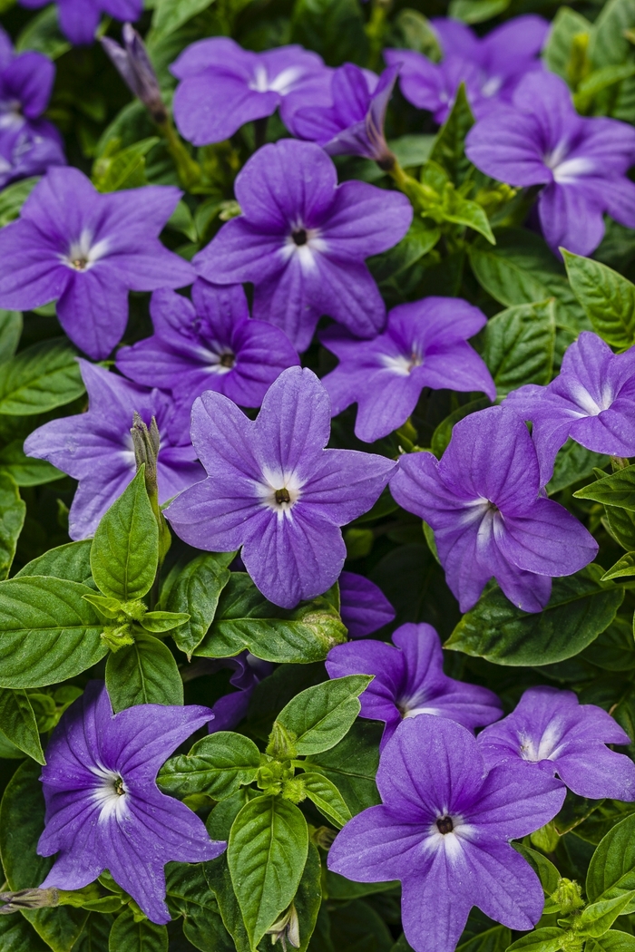 Endless&trade; 'Illumination' - Browallia (Bush Violet) from 5 Acres NH