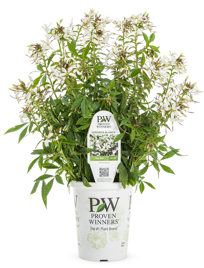 'Senorita Blanca&reg;' Spider Flower - Cleome from 5 Acres NH