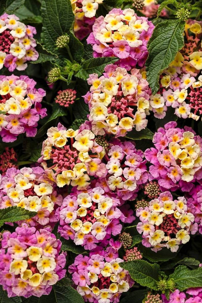 Luscious&reg; 'Pinkberry Blend' - Lantana camara from 5 Acres NH
