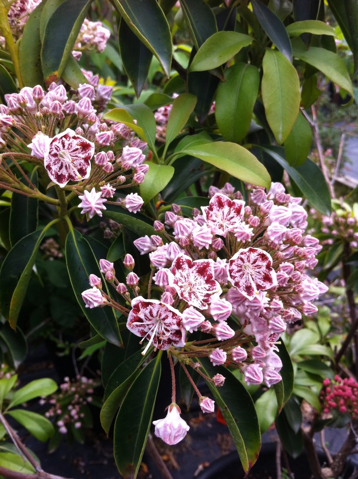 'Carousel' Carousel Mountain Laurel - Kalmia latifolia from 5 Acres NH