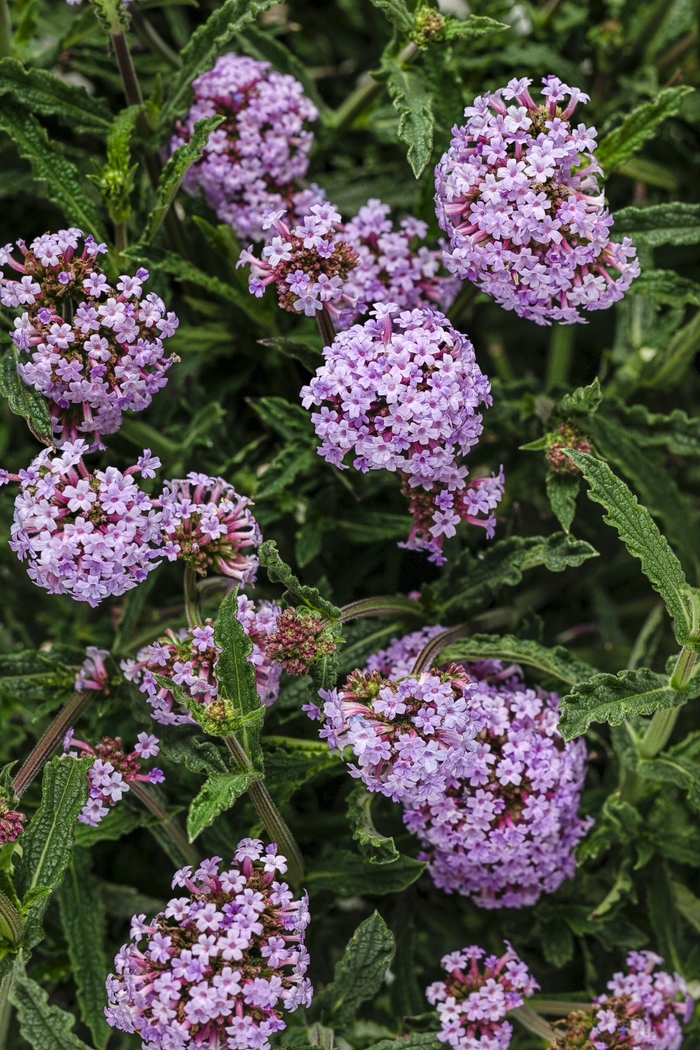 Meteor Shower&reg; - Verbena bonariensis from 5 Acres NH