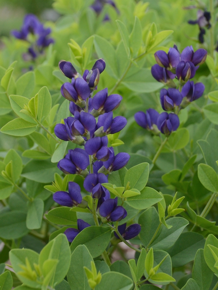 Decadence&reg; 'Sparkling Sapphires' - Baptisia (False Indigo) from 5 Acres NH