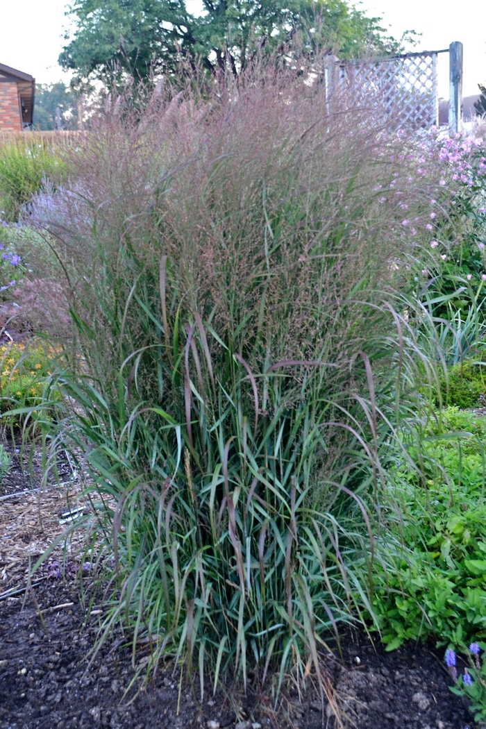 Prairie Winds&reg; 'Apache Rose' - Panicum virgatum (Switch Grass) from 5 Acres NH