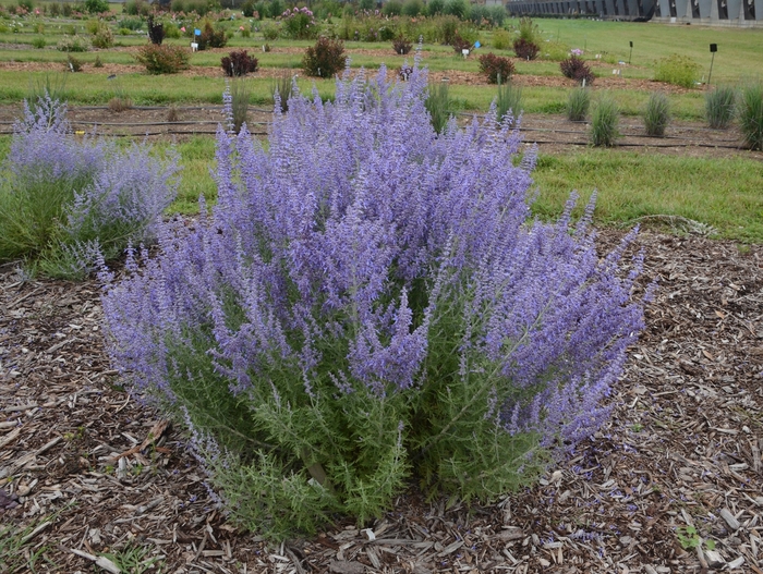 'Denim 'n Lace' - Perovskia atriplicifolia (Russian Sage) from 5 Acres NH