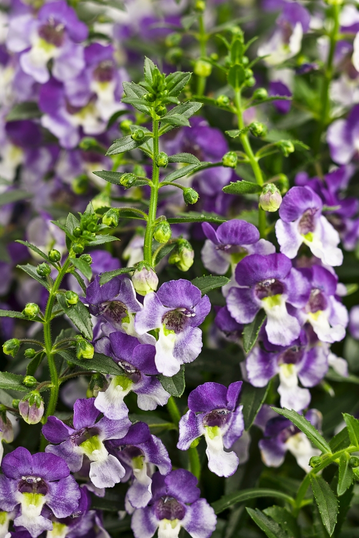 Angelface&reg; 'Wedgwood Blue' - Angelonia (Summer Snapdragon) from 5 Acres NH