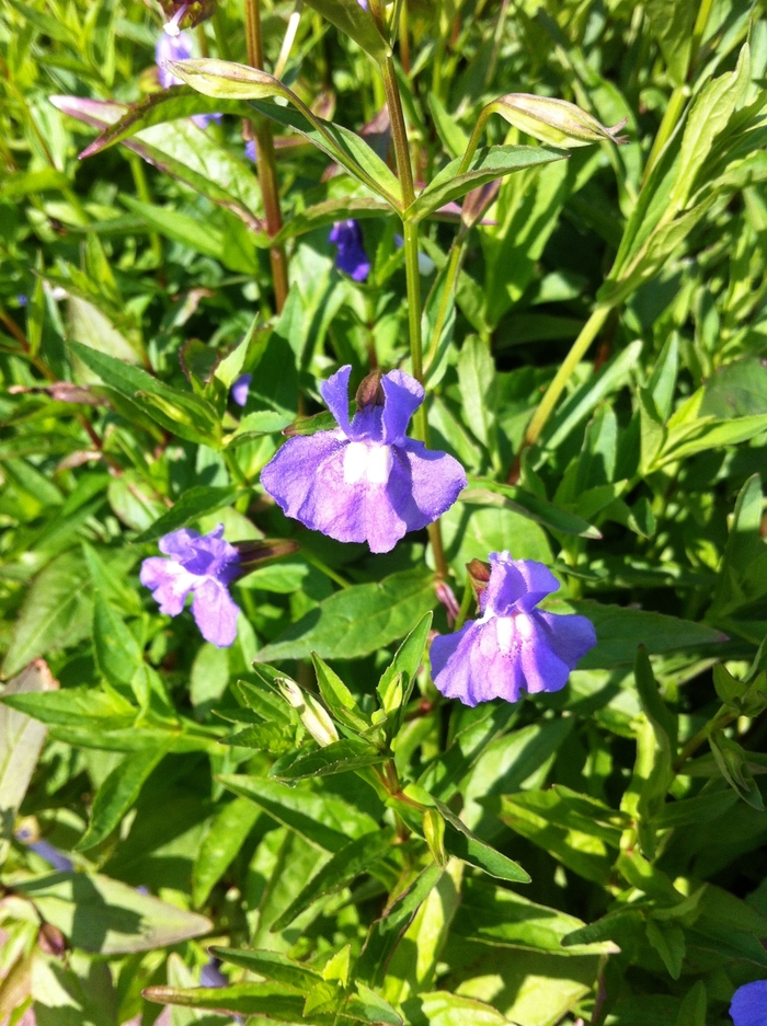 Monkey Flower - Mimulus ringens from 5 Acres NH