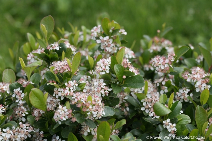 'Low Scape Mound&reg;' Chokeberry - Aronia melanocarpa from 5 Acres NH