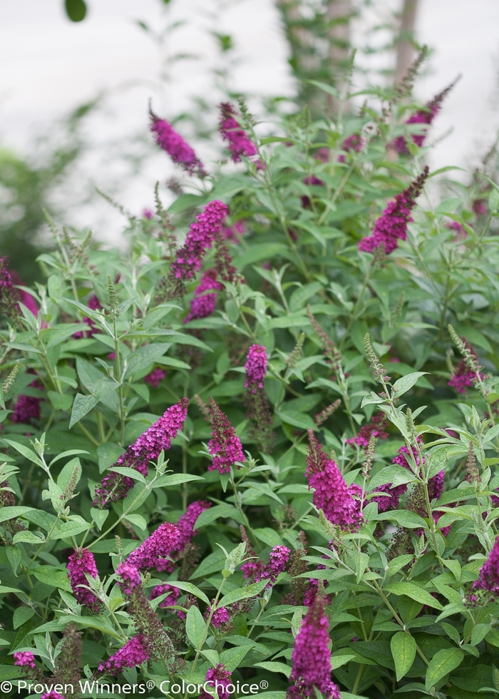 'Miss Molly' Butterfly Bush - Buddleia from 5 Acres NH