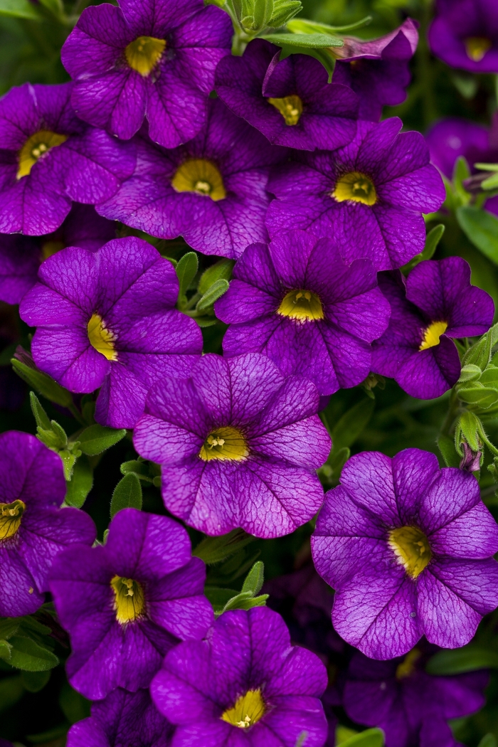 Superbells&reg; Blue - Calibrachoa from 5 Acres NH