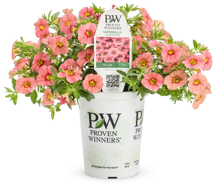 Superbells&reg; 'Coralina' - Calibrachoa from 5 Acres NH