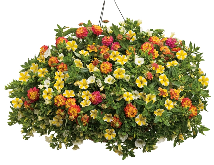 Superbells&reg; 'White' - Calibrachoa from 5 Acres NH