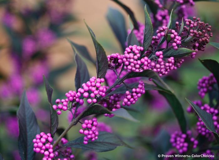 'Pearl Glam&reg;' Beautyberry - Callicarpa from 5 Acres NH