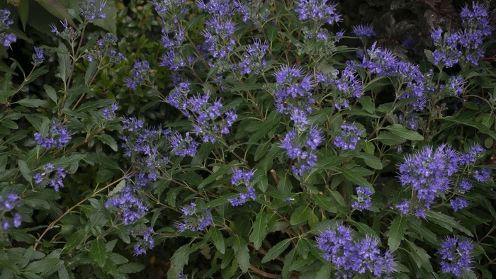 'Beyond Midnight&reg;' Bluebeard - Caryopteris x clandonensis from 5 Acres NH