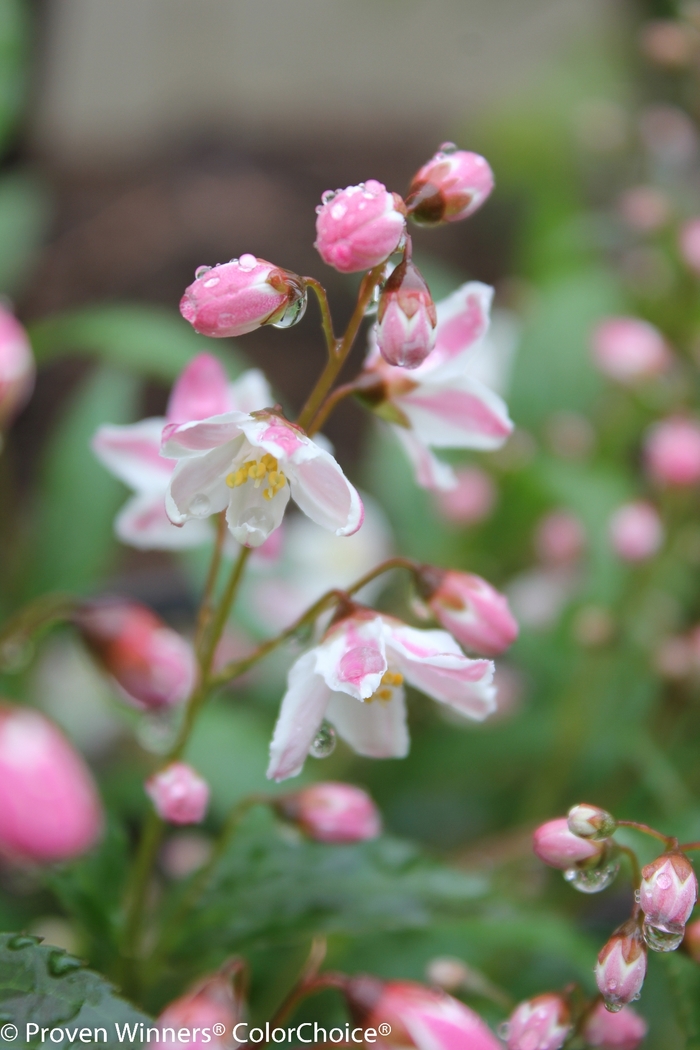 Yuki Cherry Blossom&reg; - Deutzia from 5 Acres NH