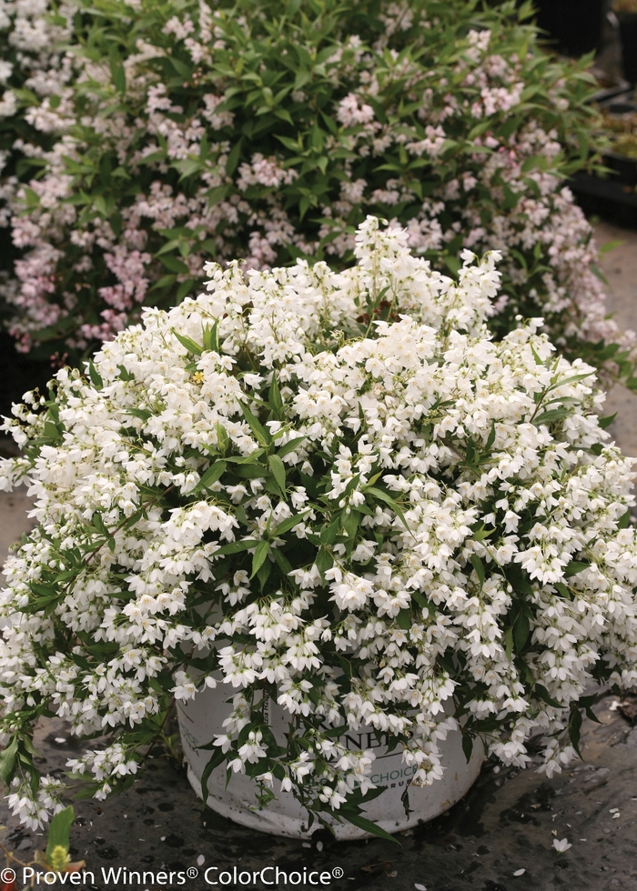 Yuki Snowflake&reg; - Deutzia from 5 Acres NH