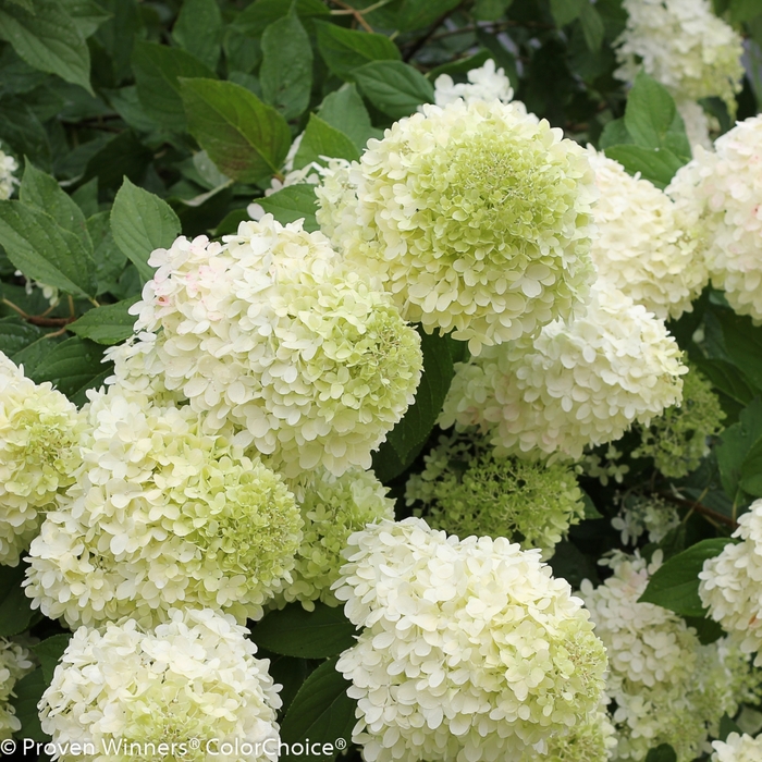'Limelight' - Hydrangea paniculata (Panicle Hydrangea) from 5 Acres NH
