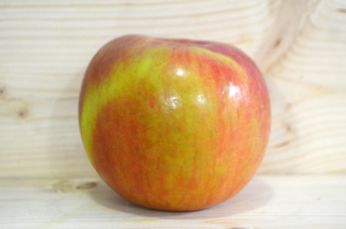 'Fuji' Apple - Malus domestica from 5 Acres NH