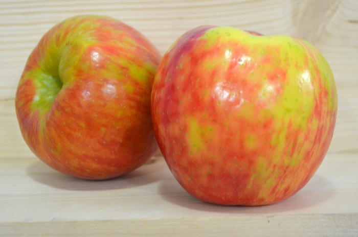 'Honeycrisp' Apple - Malus domestica from 5 Acres NH