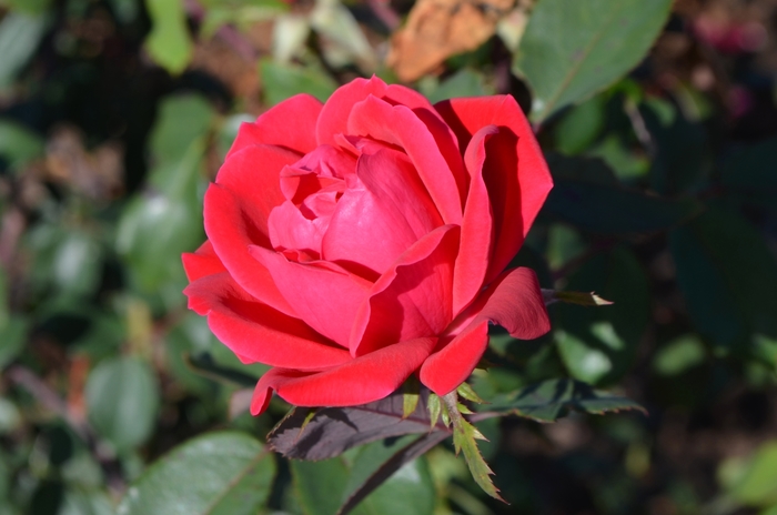 Knock Out&reg; Double - Rosa (Shrub Rose) from 5 Acres NH