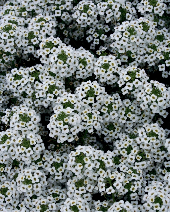 'Snow Princess&reg;' Alyssum - Lobularia from 5 Acres NH