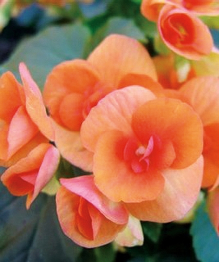 'Batik' Rieger Begonia - Begonia x hiemalis from 5 Acres NH
