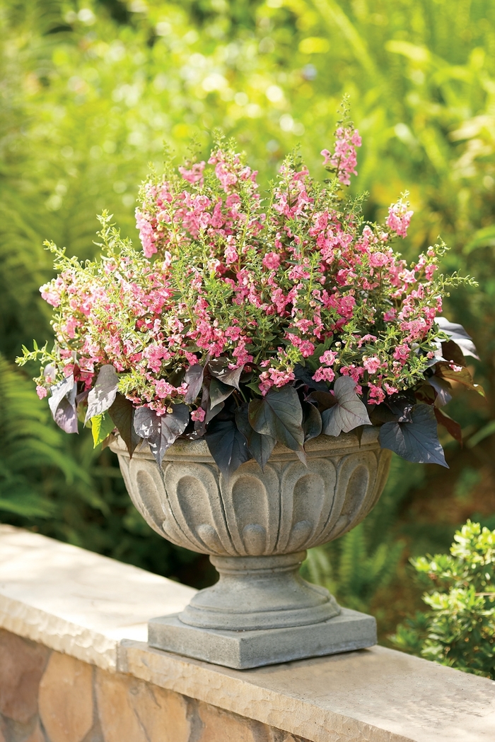 Angelface&reg; 'Perfectly Pink' - Angelonia (Summer Snapdragon) from 5 Acres NH