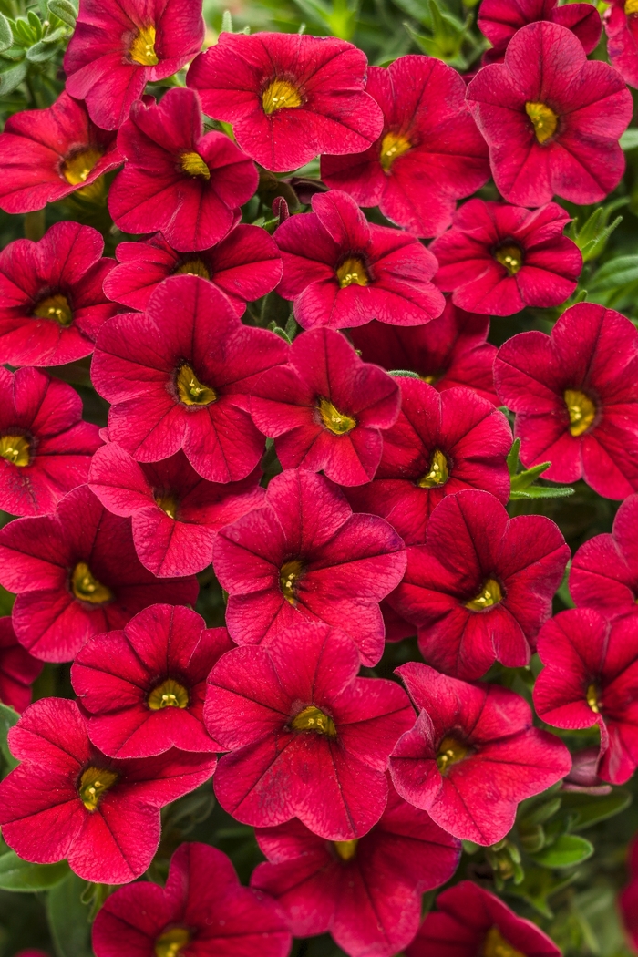 Superbells&reg; 'Red' - Calibrachoa from 5 Acres NH