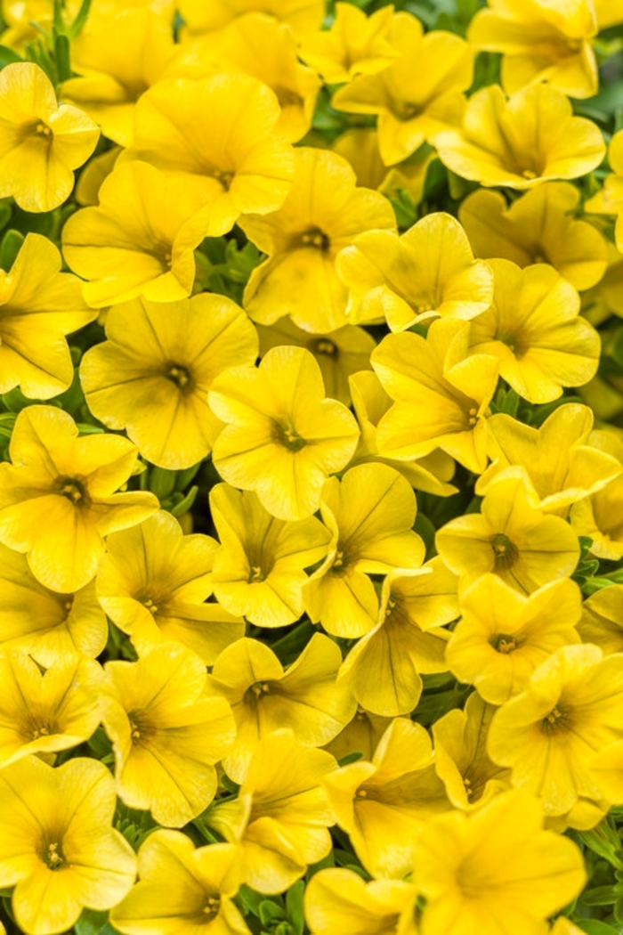 Superbells&reg; 'Yellow' - Calibrachoa from 5 Acres NH