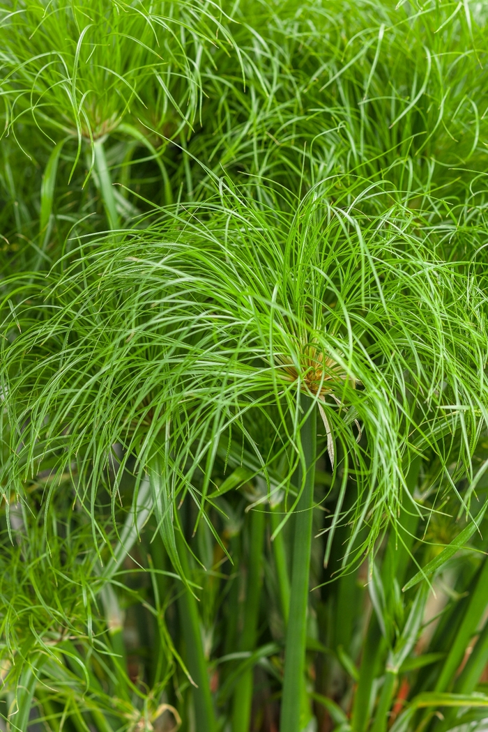 Graceful Grasses&reg; 'Prince Tut&trade;' - Cyperus papyrus (Dwarf Egyptian Papyrus) from 5 Acres NH
