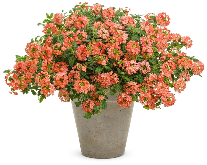 Superbena Royale&reg; 'Peachy Keen' - Verbena from 5 Acres NH