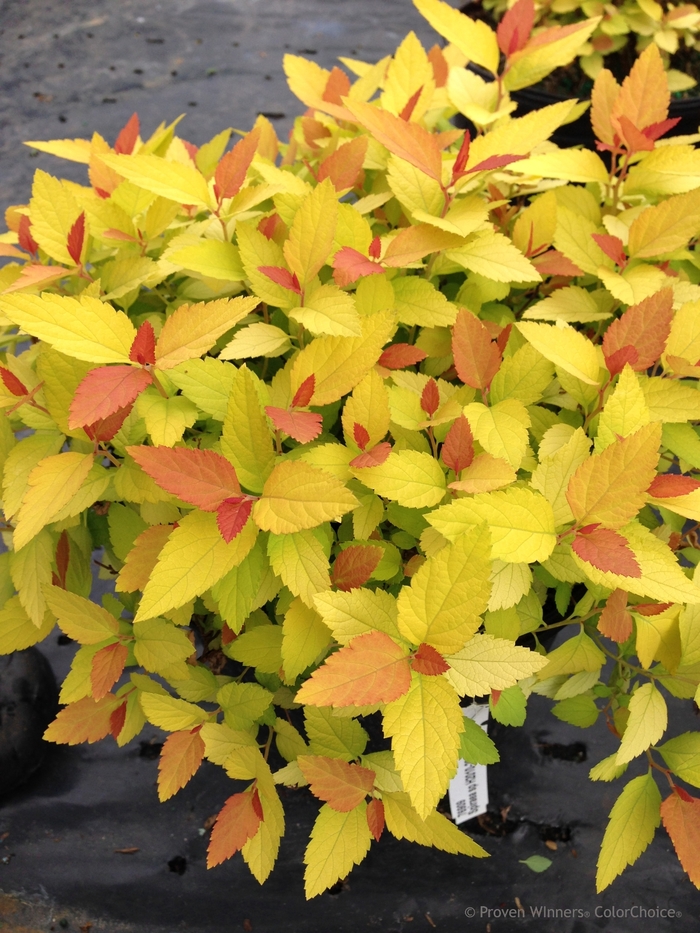 Double Play&reg; 'Candy Corn&reg;' - Spiraea japonica (Spirea) from 5 Acres NH
