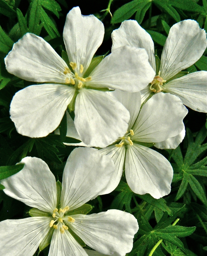 'Album' Cranesbill - Geranium sanguineum from 5 Acres NH