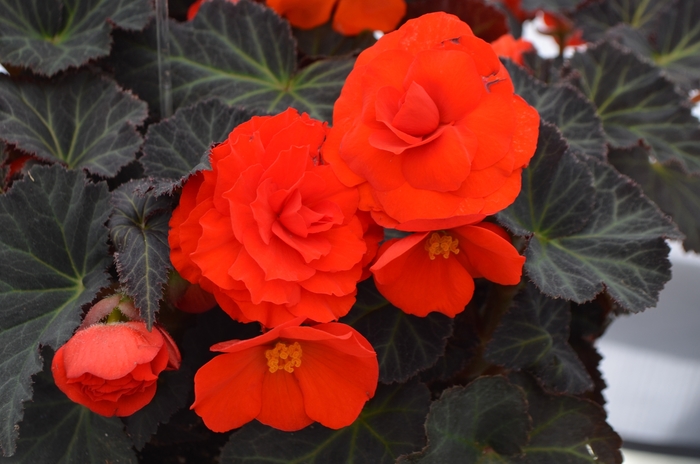 Nonstop&reg; 'Mocca Orange' - Begonia x tuberhybrida (Tuberous Begonia) from 5 Acres NH