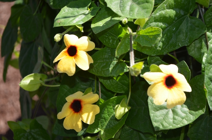 Arizona 'Terracotta' - Thunbergia alata (Black-eyed Susan Vine) from 5 Acres NH