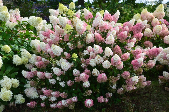 Strawberry Sundae&reg; - Hydrangea paniculata from 5 Acres NH