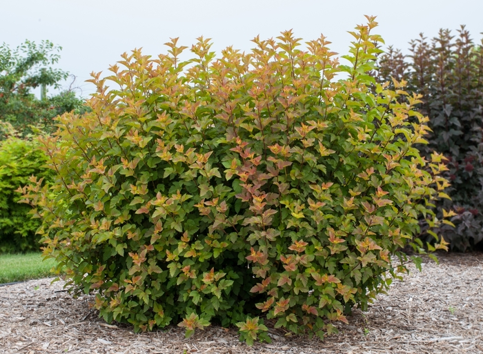 'Amber Jubilee&trade;' Ninebark - Physocarpus opulifolius from 5 Acres NH