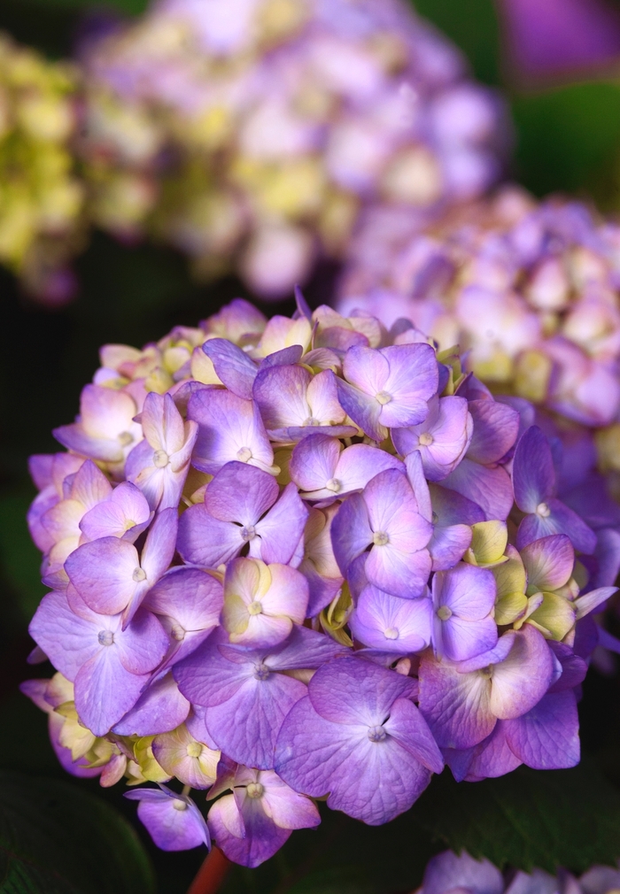BloomStruck&reg; - Hydrangea macrophylla from 5 Acres NH