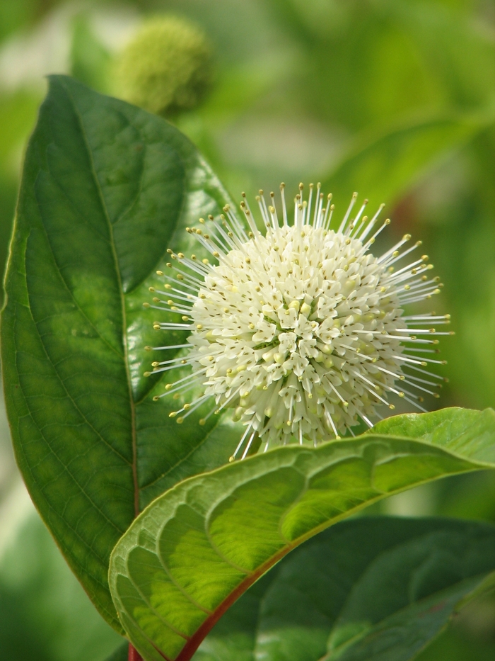 'Fiber Optics&reg;' Buttonbush - Cephalanthus occidentalis from 5 Acres NH