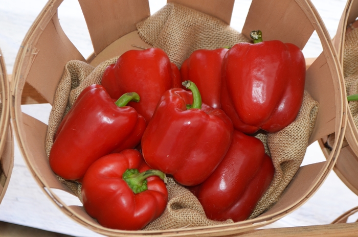 Red Bell Pepper - Capsicum annuum from 5 Acres NH