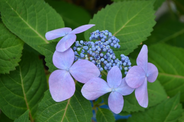 'Twist-n-Shout&reg;' Bigleaf Hydrangea - Hydrangea macrophylla from 5 Acres NH