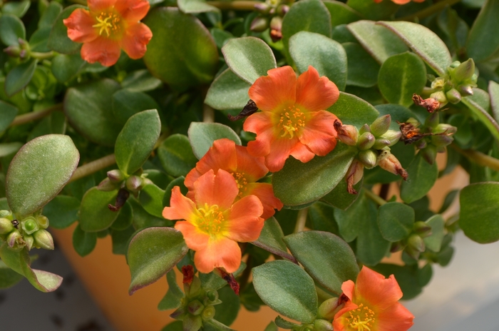 Pazazz Nano&trade; Orange - Portulaca oleracea (Purlslane) from 5 Acres NH