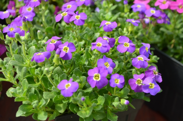 Axcent&trade; 'Deep Blue' - Aubrieta (Rock Cress) from 5 Acres NH