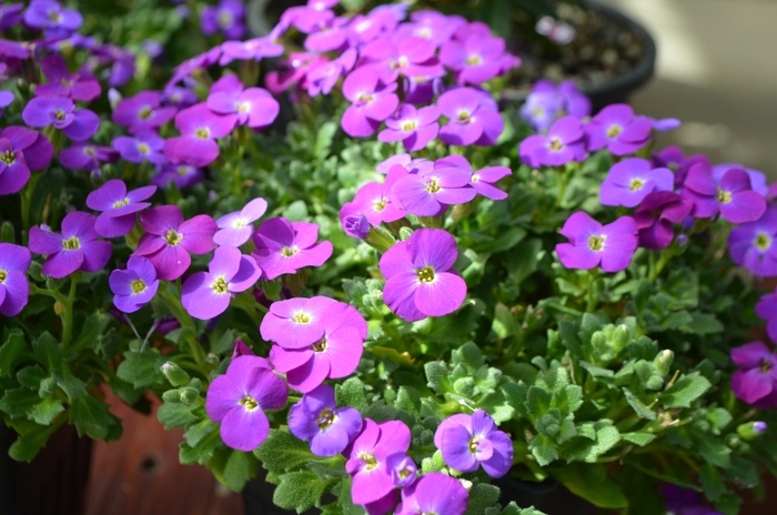Axcent&trade; 'Deep Purple Imp.' - Aubrieta (Rock Cress) from 5 Acres NH