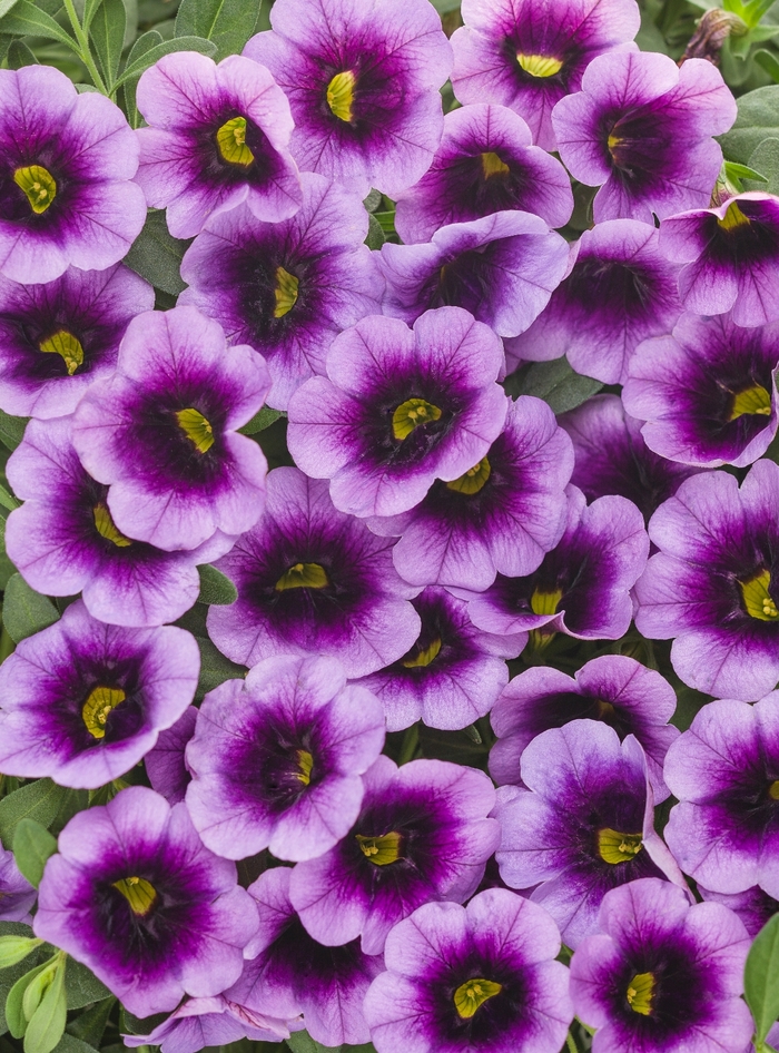 Superbells&reg; 'Blue Moon Punch&trade;' - Calibrachoa from 5 Acres NH
