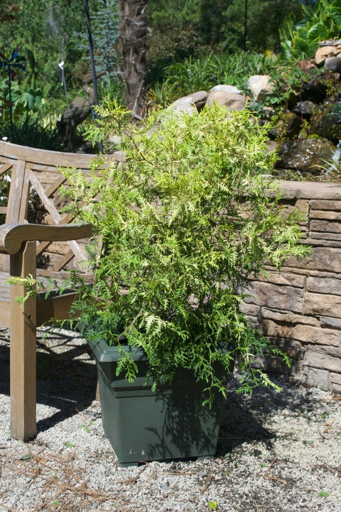 'Vintage Gold' Falsecypress - Chamaecyparis pisifera from 5 Acres NH