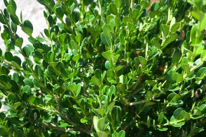 'Winter Gem' Boxwood - Buxus microphylla japonica from 5 Acres NH