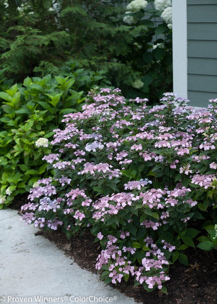 'Tiny Tuff Stuff&trade;' Mountain Hydrangea - Hydrangea serrata from 5 Acres NH