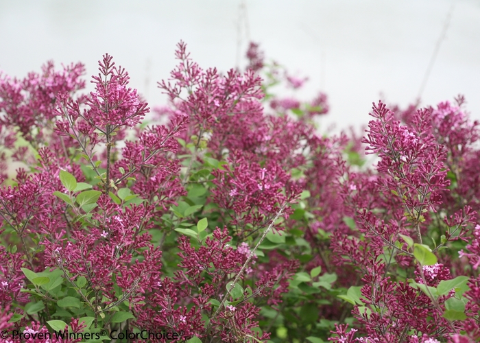 Bloomerang&reg; 'Dark Purple' - Syringa (Reblooming Lilac) from 5 Acres NH